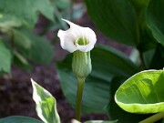 Arisaema candidissimum 20110002