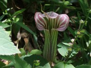Arisaema candidissimum 20180618 0001