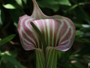 Arisaema candidissimum 20180618 0002