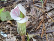 Arisaema candidissimum 20180626 0001