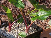 Arum creticum 20181227 0001