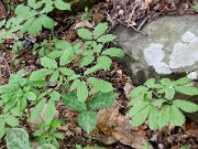 Panax quinquifolius 0001