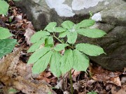 Panax quinquifolius 0002