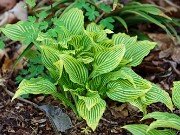 Hosta