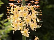 Eremurus Cleopatra 0002