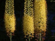Eremurus hybrids 20100005