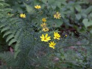 Coreopsis sp. 0005
