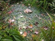 Ixeris stolonifera 0001