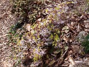 Epimedium acuminatum 0001