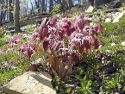 Epimedium brachyrrhizum Karen 0001