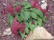 Epimedium brachyrrhizum Karen 0003
