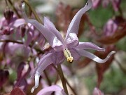 Epimedium brachyrrhizum Karen 0006