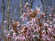 Epimedium brachyrrhizum Karen 0007
