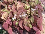 Epimedium brachyrrhizum Karen 0008