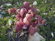 Epimedium brachyrrhizum Karen 0009
