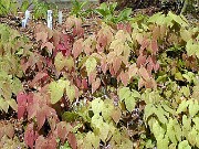 Epimedium brachyrrhizum various inc Karen 0001