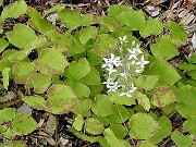Epimedium brevicornu 0001
