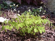 Epimedium brevicornu forma rotundatum Os82010 0003