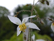 Epimedium brevicornu ssp.rotundatum 0001