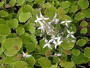 Epimedium brevicornu ssp.rotundatum 0002