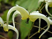 Epimedium chlorandrum 01