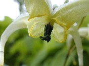 Epimedium chlorandrum 02