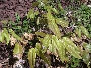 Epimedium chlorandrum hybrid Cc.960109 0001