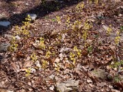 Epimedium davidii 0001
