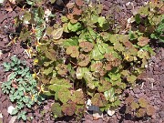 Epimedium davidii Cc.980084 0002