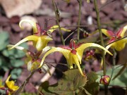 Epimedium davidii Cc.980084 0003