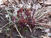 Jeffersonia diphylla 0001