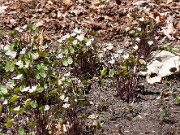 Jeffersonia diphylla 20150412 0001
