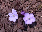 Jeffersonia dubia 0001