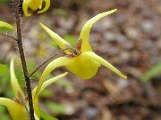 Epimedium