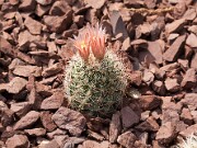 Escobaria dasyacantha 20110006