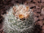 Escobaria dasyacantha 21030527 0002