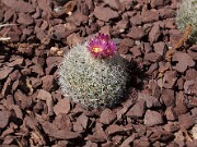 Escobaria laredoi SB289 20120429_0002