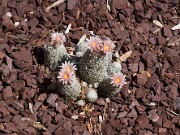 Escobaria leei 20100002