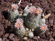 Escobaria leei 20100003