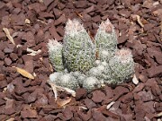 Escobaria leei 20100005