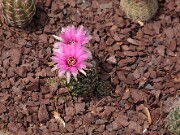 Lobivia arachnacantha 20120526_0003