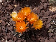 Lobivia arachnacantha 20130527 0002