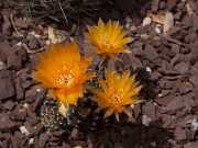 Lobivia arachnacantha 20130527 0003