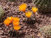 Lobivia arachnacantha 20130527 0004