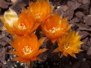 Lobivia arachnacantha 20130527 0005