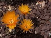 Lobivia arachnacantha 20130527 0006