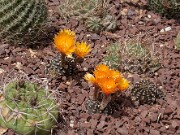 Lobivia arachnacantha 20130527 0007