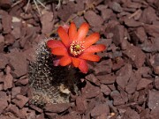 Lobivia atrovirens var. ritteri 20120519_0003