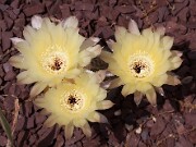 Lobivia aurea var. leucomalla 20110012