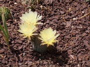 Lobivia aurea var. leucomalla 20110014